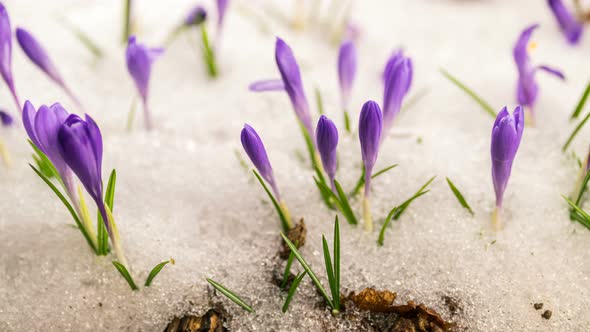 Purple Crocus Flowers Blooming in Snowy Meadow Spring Time