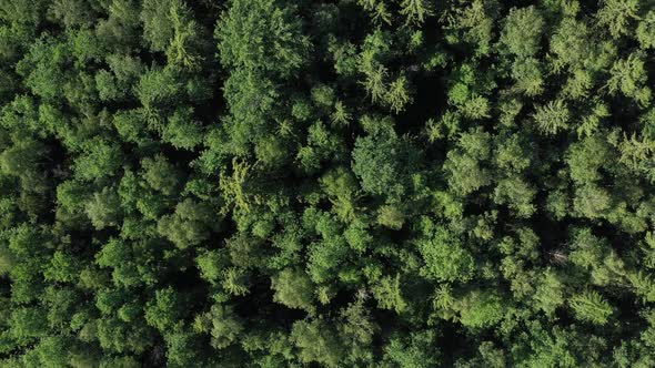 Aerial View From Drone on Summer Forest