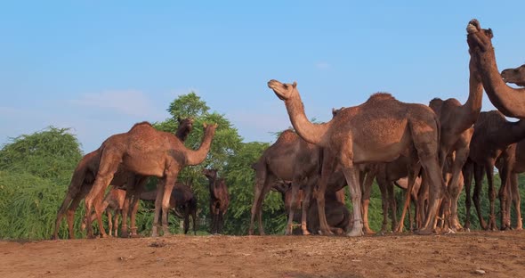 Herd of Camels at Pushkar Mela Camel Fair Festival in Field