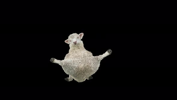 14 Sheep Dancing 4K