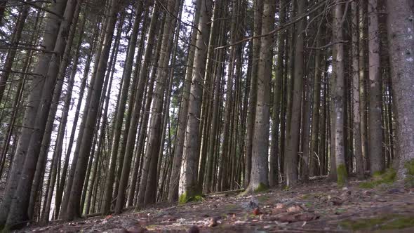 Sliding Motion of Forest Floor and Pine Tree Trunks (top right to bottom left) (wide angle)