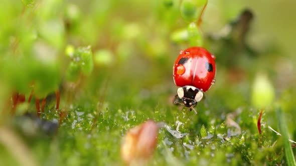 Closeup Wildlife of a Ladybug in the Green Grass in the Forest