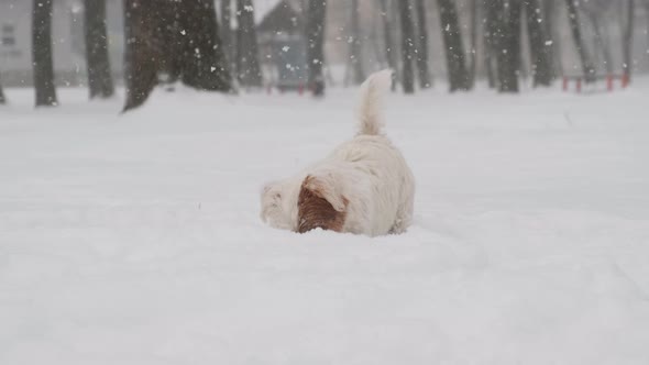 Adorable Jack Russell Dog Playing in Snow