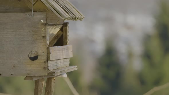 Closeup of a birdhouse with colorful birds flying in and out searching and eating food at winter tim