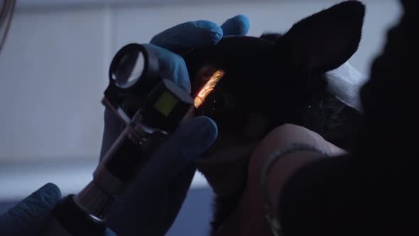 Veterinarian Ophthalmologist Examining Eyes of Dog