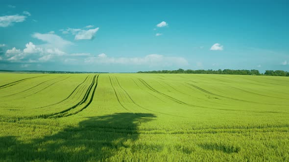 Flying Over a Green Wheat Field, Clear Blue Sky. Agricultural Industry.