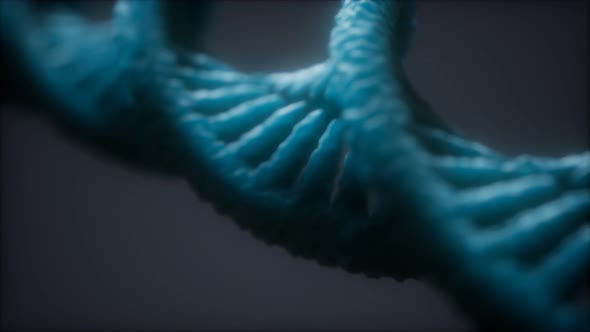 Loopable Structure of the DNA Double Helix Animation