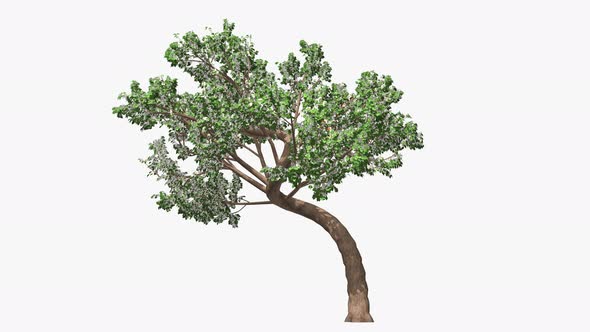 Isolated Tree In Four Season alt