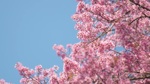 Cherry Blossom Tree