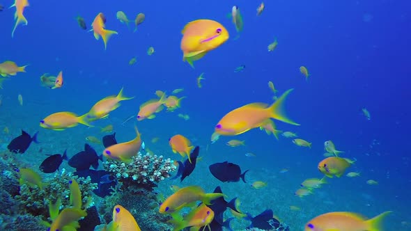 Reef Coral Tropical Scene