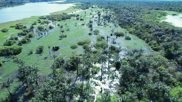 Stunning landscape of Amazon Forest at Amazonas State Brazil.