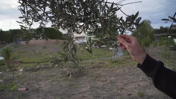 olive picking in the mediterranean area