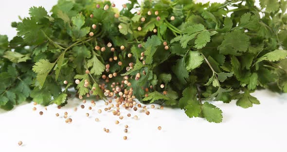 Coriander, coriandrum sativum, Fresh Herbs and seeds against White Background, Slow Motion 4K