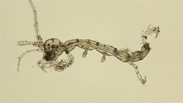 Plankton Isoplankton of the Black Sea Under the Microscope. Skeletal Shrimp or Sea Goats