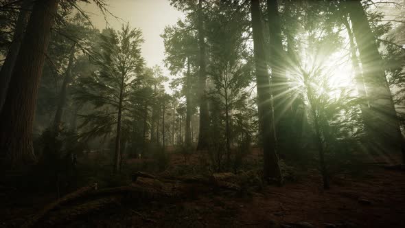 Redwood Forest Foggy Sunset Scenery