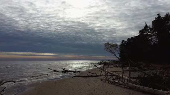 Aerial View Beach After the Storm With Fallen Trees and Trunks. 