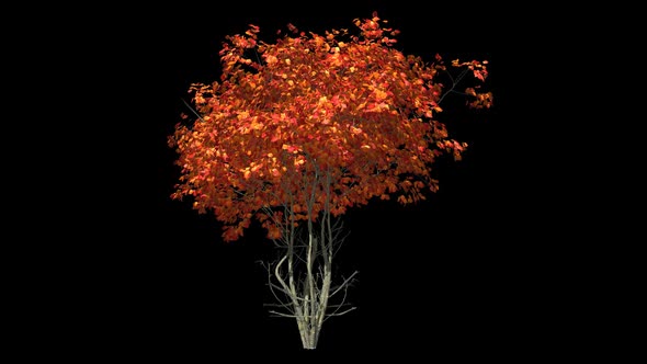 Autumn Tree With Foliage