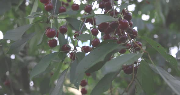 Branch of Ripe and Juicy Cherries Swaying in the Sun