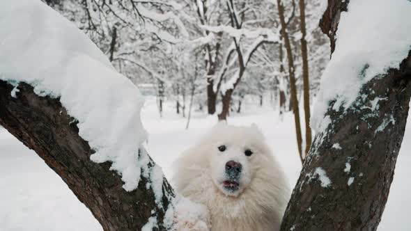 Samoyed Dog in the Park