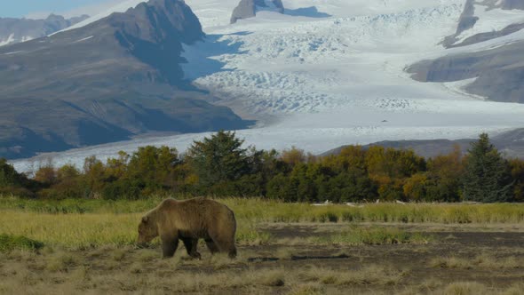 Panning Shot Following Grizzly Bear With Mountain-Glacier Background