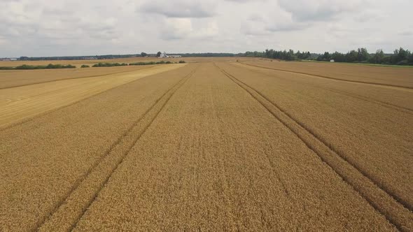 Wheat Field