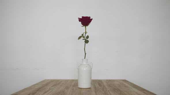 Red rose in a vase on a table