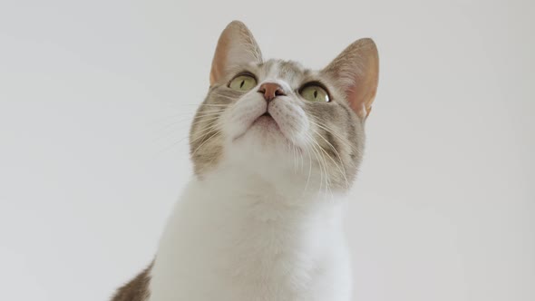 Curious Domestic Cat Portrait on White Background