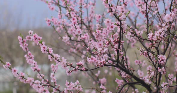 Pink sakura flower, Cherry blossom, Himalayan cherry blossom swaying in wind closeup background