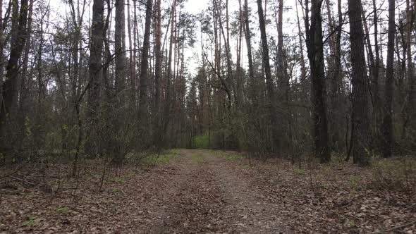 Road in the Forest During the Day Slow Motion