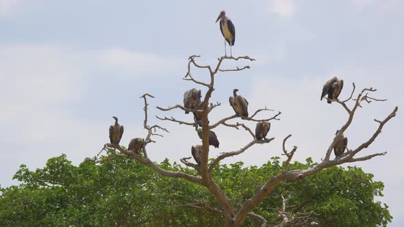 Marabou stork and vultures 