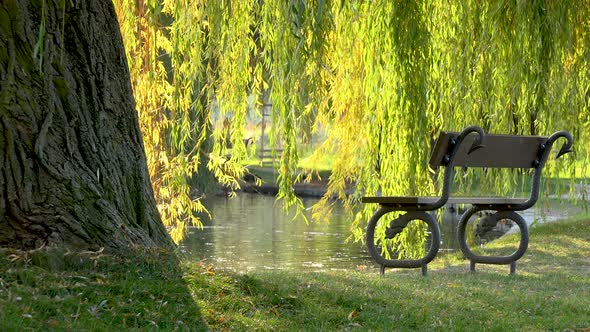 A Bench By a Pond Under a Willow in a Park on a Sunny Day - Slider