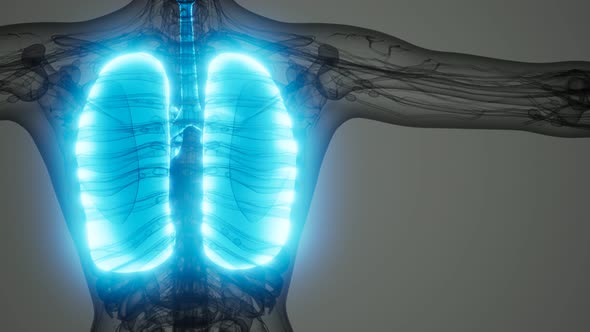 Human Lungs Radiology Exam