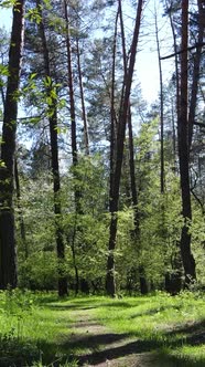 Vertical Video of Green Forest During the Day