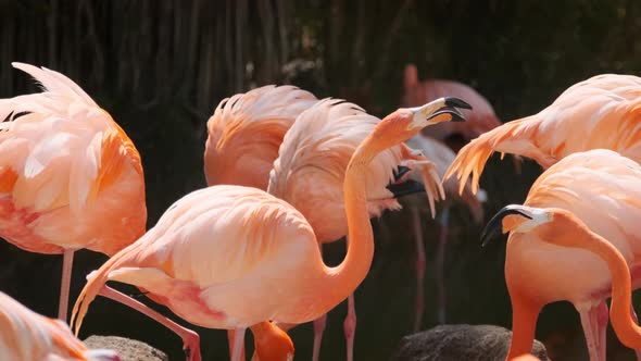 American and Chilean Flamingos