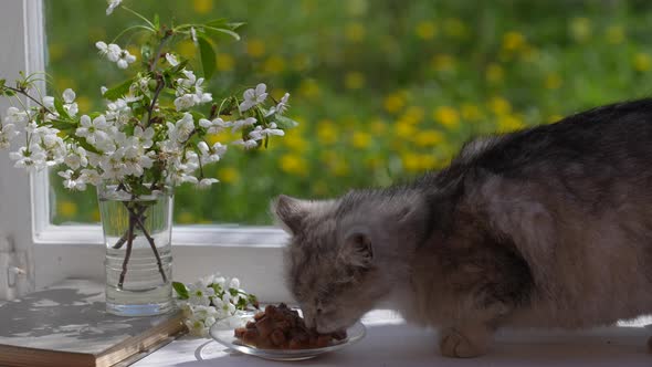 Cute gray cat eats wet food from plate on the windowsill, close up