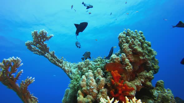 Coral Garden Marine Life Seascape