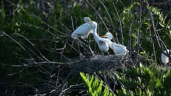 Great white Egret (Ardea alba) chicks grabbing beak of parent for food, Venice, Florida, USA