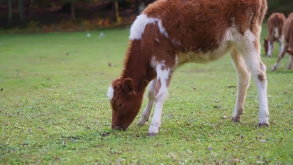 Wild calf eating grass on the meadow