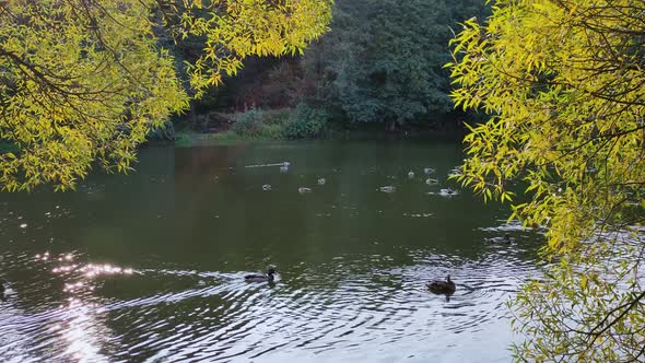 View of Ducks Swimming in a Pond Surrounded By Willows with Yellow Foliage and Sun Glare