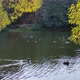 View of Ducks Swimming in a Pond Surrounded By Willows with Yellow Foliage and Sun Glare - VideoHive Item for Sale