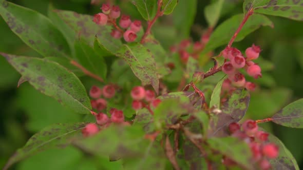 a wildflower in north carolina, southeast usa