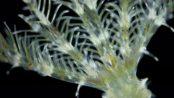 Polychaeta worm, family Sabellidae under a microscope.
