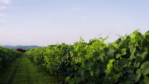 Close Flight Over the Vineyards of Italy Aerial  Drone