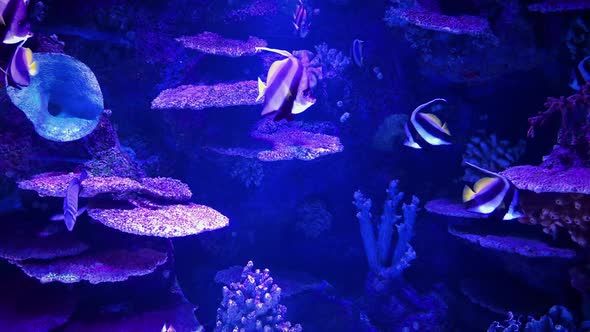 Beautiful View of Marine Fish and Their Habitat in the Largest Aquarium