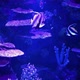 Beautiful View of Marine Fish and Their Habitat in the Largest Aquarium - VideoHive Item for Sale