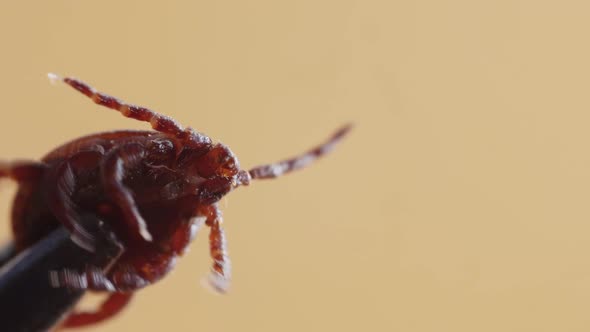 Dangerous Ixodes Mite is Hold By Special Silver Tool and Moving Fast Its Legs in Macro View