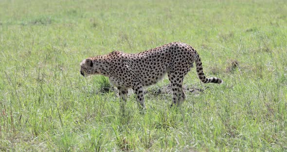 Cheetah female walking and smelling prey trail at Kenya Kargi territory, Handheld telephoto shot