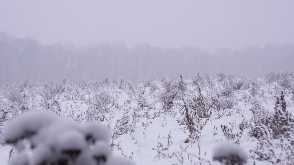 4K shot of snowflakes falling and accumulating on top of winter vegetation in an open field.