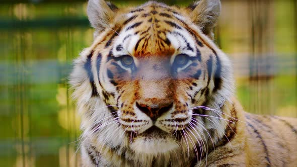 Siberian Tiger Portrait Wild Cat