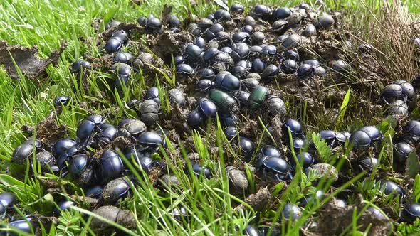 Crowd Scarab Beetles Eating New Fresh Wet Manure in Green Pasture